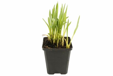 Garten-Taglilie Hemerocallis 'Sammy Russell' 5-10 Topf 9x9 cm (P9)