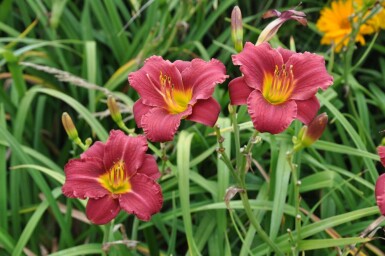 Garten-Taglilie Hemerocallis 'Sammy Russell' 5-10 Topf 9x9 cm (P9)