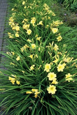 Garten-Taglilie Hemerocallis 'Stella de Oro' 5-10 Topf 9x9 cm (P9)