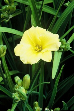 Garten-Taglilie Hemerocallis 'Stella de Oro' 5-10 Topf 9x9 cm (P9)