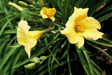 Garten-Taglilie Hemerocallis 'Stella de Oro' 5-10 Topf 9x9 cm (P9)