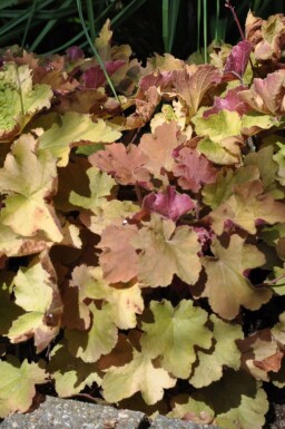 Zottiges Silberglöckchen Heuchera 'Caramel' 5-10 Topf 9x9 cm (P9)