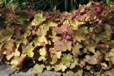 Zottiges Silberglöckchen Heuchera 'Caramel' 5-10 Topf 9x9 cm (P9)