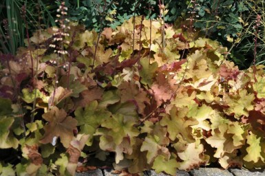 Zottiges Silberglöckchen Heuchera 'Caramel' 5-10 Topf 9x9 cm (P9)