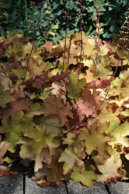 Zottiges Silberglöckchen Heuchera 'Caramel' 5-10 Topf 9x9 cm (P9) Heuchera 'Caramel'