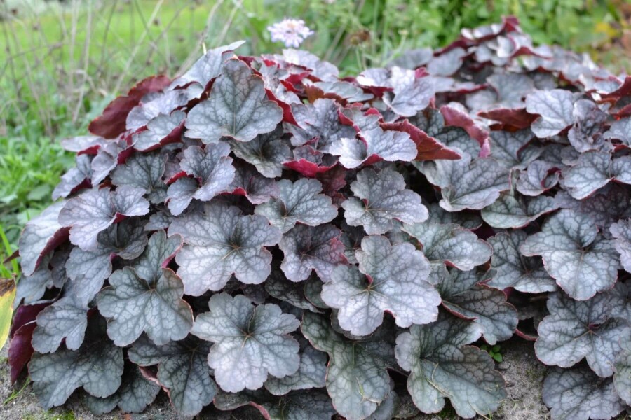 Purpurglöckchen Heuchera 'Regina' 5-10 Topf 9x9 cm (P9) Heuchera 'Regina'