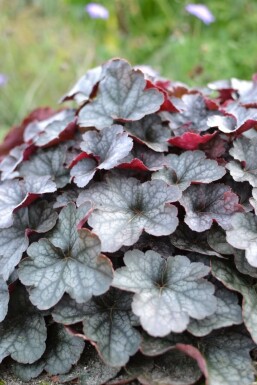 Purpurglöckchen Heuchera 'Regina' 5-10 Topf 9x9 cm (P9) Heuchera 'Regina'