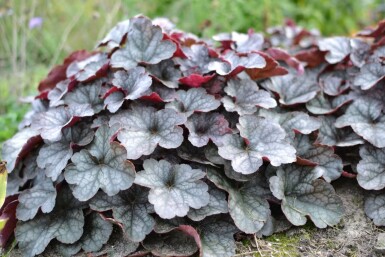 Purpurglöckchen Heuchera 'Regina' 5-10 Topf 9x9 cm (P9) Heuchera 'Regina'