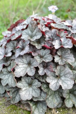 Purpurglöckchen Heuchera 'Regina' 5-10 Topf 9x9 cm (P9) Heuchera 'Regina'