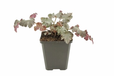 Purpurglöckchen Heuchera 'Stormy Seas' 5-10 Topf 9x9 cm (P9)