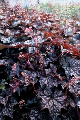 Purpurglöckchen Heuchera micrantha 'Palace Purple' 5-10 Topf 9x9 cm (P9)