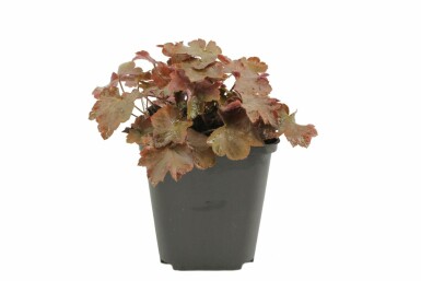 Purpurglöckchen Heuchera micrantha 'Palace Purple' 5-10 Topf 9x9 cm (P9) Heuchera micrantha 'Palace Purple'