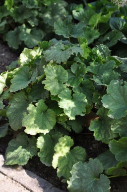 Purpurglöckchen Heuchera sanguinea 'Leuchtkäfer' 5-10 Topf 9x9 cm (P9) Heuchera sanguinea 'Leuchtkäfer'