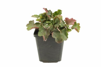 Purpurglöckchen Heuchera sanguinea 'Leuchtkäfer' 5-10 Topf 9x9 cm (P9) Heuchera sanguinea 'Leuchtkäfer'