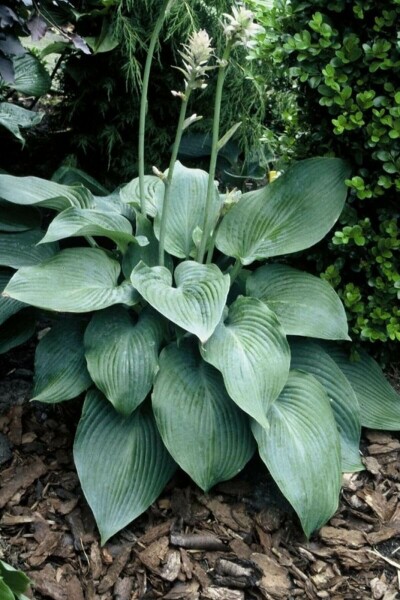 Blaublatt-Funkie Hosta 'Blue Angel' 5-10 Topf 9x9 cm (P9) Hosta 'Blue Angel'