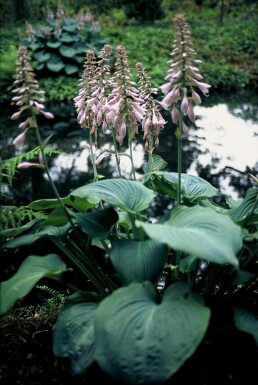 Blaublatt-Funkie Hosta 'Blue Angel' 5-10 Topf 9x9 cm (P9)