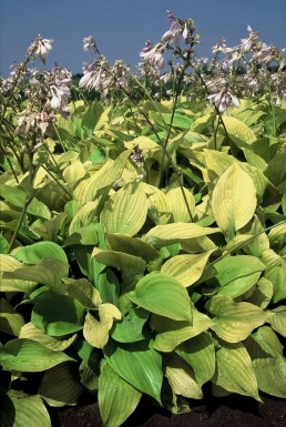 GroĂblĂ€ttrige Garten-Funkie Hosta 'Sum and Substance' 5-10 Topf 9x9 cm (P9) Hosta 'Sum and Substance'