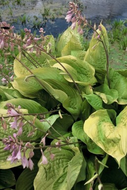 GroĂblĂ€ttrige Garten-Funkie Hosta 'Sum and Substance' 5-10 Topf 9x9 cm (P9) Hosta 'Sum and Substance'