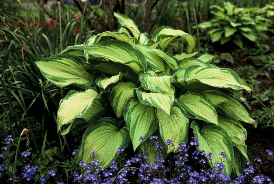 Graublättrige Garten-Funkie Hosta fortunei 'Albopicta' 5-10 Topf 9x9 cm (P9) Hosta fortunei 'Albopicta'