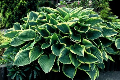 Graublättrige Goldrand-Garten-Funkie Hosta fortunei 'Aureomarginata' 10-15 Topf 2 ltr. (C2) Hosta fortunei 'Aureomarginata'