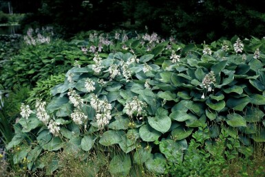 Große Blaublatt-Funkie Hosta sieboldiana 'Elegans' 5-10 Topf 9x9 cm (P9)