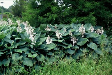 Große Blaublatt-Funkie Hosta sieboldiana 'Elegans' 5-10 Topf 9x9 cm (P9)