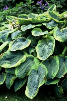 Blaue Gelbrand-Funkie Hosta sieboldiana 'Frances Williams' 5-10 Topf 9x9 cm (P9) Hosta sieboldiana 'Frances Williams'