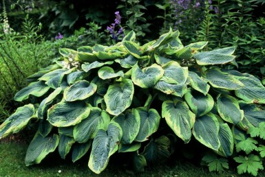 Blaue Gelbrand-Funkie Hosta sieboldiana 'Frances Williams' 5-10 Topf 9x9 cm (P9) Hosta sieboldiana 'Frances Williams'