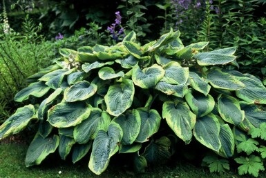 Blaue Gelbrand-Funkie Hosta sieboldiana 'Frances Williams' 5-10 Topf 9x9 cm (P9)