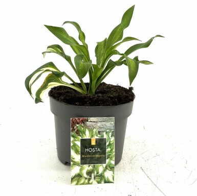 Wellblatt-Funkie Hosta undulata 'Mediovariegata' 10-15 Topf 2 ltr. (C2) Hosta undulata 'Mediovariegata'