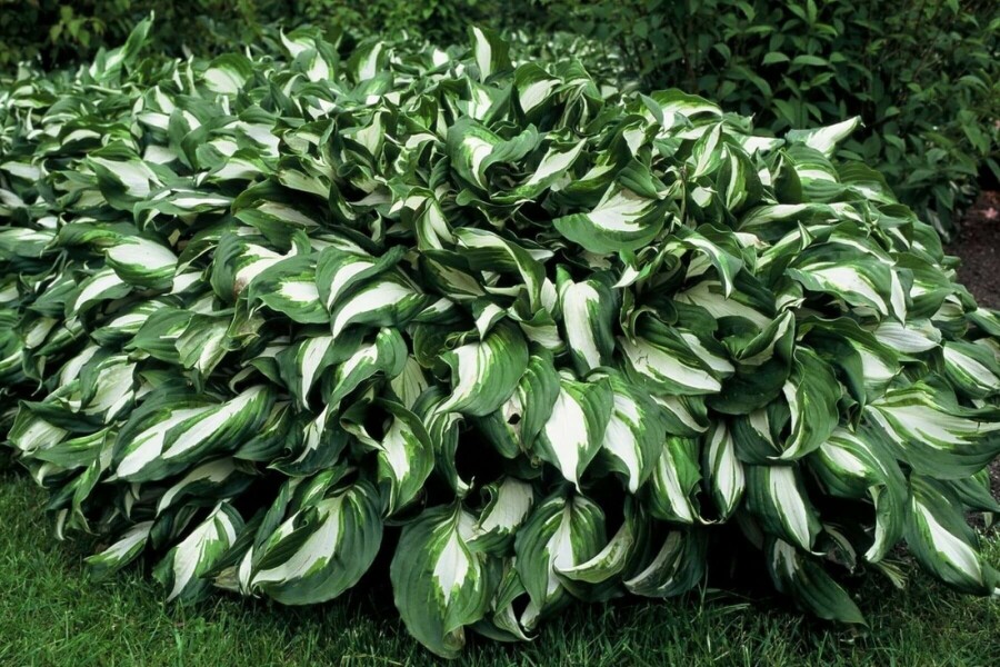 Wellblatt-Funkie Hosta undulata 'Mediovariegata' 5-10 Topf 9x9 cm (P9) Hosta undulata 'Mediovariegata'