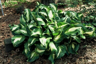 Wellblatt-Funkie Hosta undulata 'Mediovariegata' 5-10 Topf 9x9 cm (P9)