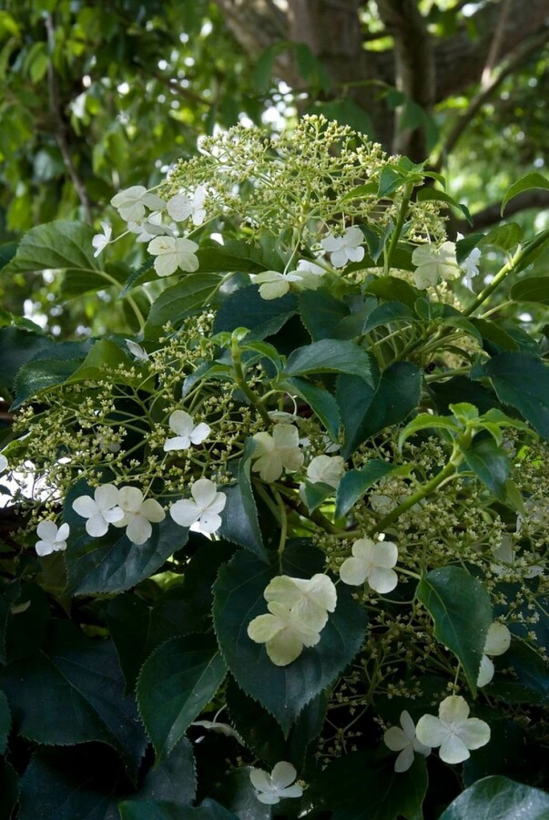 Kletter-Hortensie Hydrangea anomala petiolaris Strauch 80-100 Topf 12 ltr. (C12) Hydrangea anomala subsp. petiolaris Strauch 80-100 cm