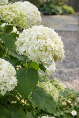 Hydrangea arborescens 'Annabelle' Strauch 40-50 cm