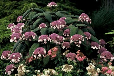 Fell-Hortensie Hydrangea aspera 'Macrophylla' Strauch 30-40 Topf 3 ltr. (C3)