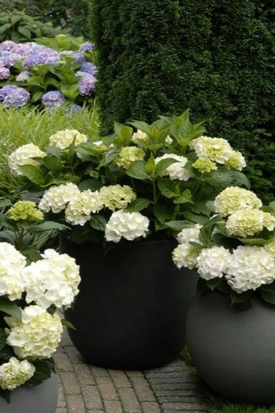 Bauern-Hortensie Hydrangea macrophylla 'Forever & Ever® White' Strauch 20-30 Topf 5 ltr. (C5) Hydrangea macrophylla 'Forever & Ever® White' Strauch 20-30 cm