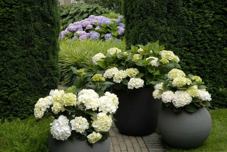 Bauern-Hortensie Hydrangea macrophylla 'Forever & Ever® White' Strauch 20-30 Topf 5 ltr. (C5) Hydrangea macrophylla 'Forever & Ever® White' Strauch 20-30 cm