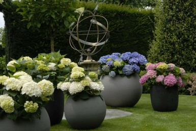 Bauern-Hortensie Hydrangea macrophylla 'Forever & Ever® White' Strauch 20-30 Topf 5 ltr. (C5) Hydrangea macrophylla 'Forever & Ever® White' Strauch 20-30 cm