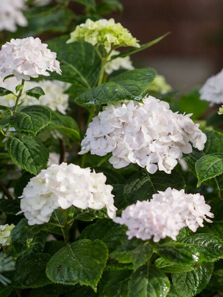 Ballhortensie Endless Summer Hydrangea macrophylla 'The Bride' Strauch 10-15 Topf 1,5 ltr. (C1,5) Hydrangea macrophylla 'The Bride' Strauch 10-15 cm