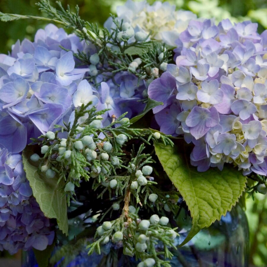 Ballhortensie Endless Summer Hydrangea macrophylla 'The Original Blue' Strauch 10-15 Topf 1,5 ltr. ( Hydrangea macrophylla 'The Original Blue' Strauch 10-15 cm