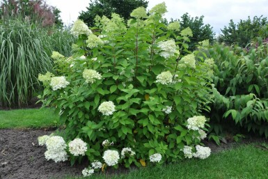 Rispen-Hortensie Hydrangea paniculata 'Limelight' Strauch 30-40 Topf 10 ltr. (C10) Hydrangea paniculata 'Limelight' Strauch 30-40 cm