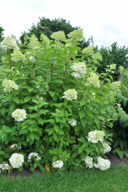 Rispen-Hortensie Hydrangea paniculata 'Limelight' Strauch 30-40 Topf 10 ltr. (C10) Hydrangea paniculata 'Limelight' Strauch 30-40 cm