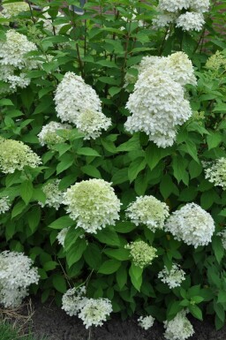 Rispen-Hortensie Hydrangea paniculata 'Limelight' Strauch 30-40 Topf 10 ltr. (C10) Hydrangea paniculata 'Limelight' Strauch 30-40 cm