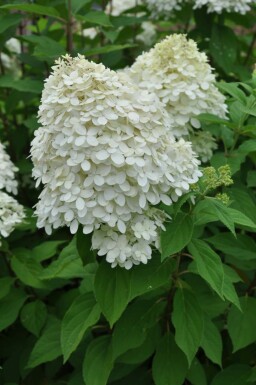 Rispen-Hortensie Hydrangea paniculata 'Limelight' Strauch 30-40 Topf 10 ltr. (C10) Hydrangea paniculata 'Limelight' Strauch 30-40 cm