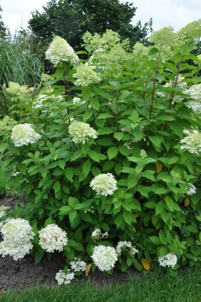 Rispen-Hortensie Hydrangea paniculata 'Limelight' Strauch 15-20 Topf 2 ltr. (C2) Hydrangea paniculata 'Limelight' Strauch 15-20 cm