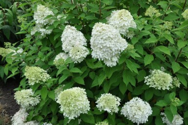 Rispen-Hortensie Hydrangea paniculata 'Limelight' Strauch 15-20 Topf 2 ltr. (C2) Hydrangea paniculata 'Limelight' Strauch 15-20 cm