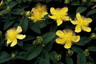 Teppich-Johanniskraut Hypericum calycinum 10-15 Topf 2 ltr. (C2) Hypericum calycinum