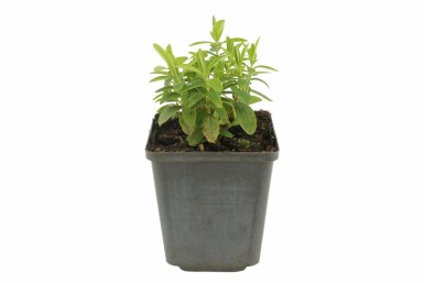 Teppich-Johanniskraut Hypericum calycinum 5-10 Topf 9x9 cm (P9) Hypericum calycinum