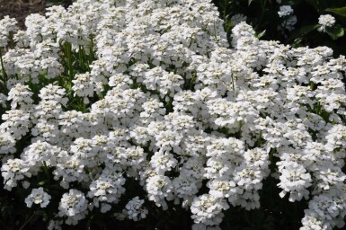 Immergrüne Garten-Schleifenblume Iberis sempervirens 'Snowflake' 5-10 Topf 9x9 cm (P9)