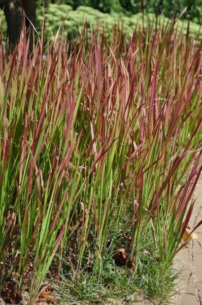 Japanisches Blutgras Imperata cylindrica 'Red Baron' 10-15 Topf 2 ltr. (C2) Imperata cylindrica 'Red Baron'